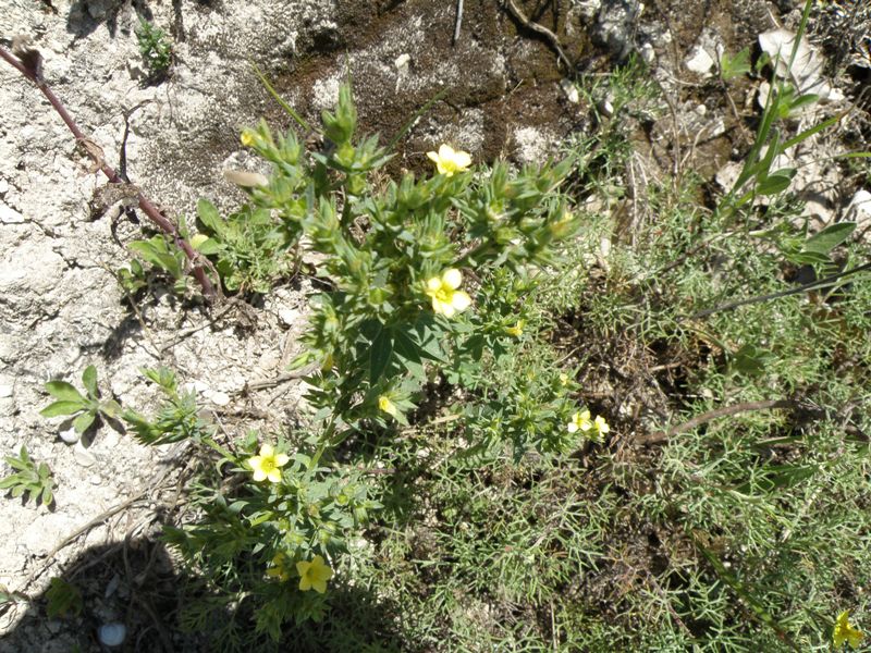 Linum strictum / Lino minore